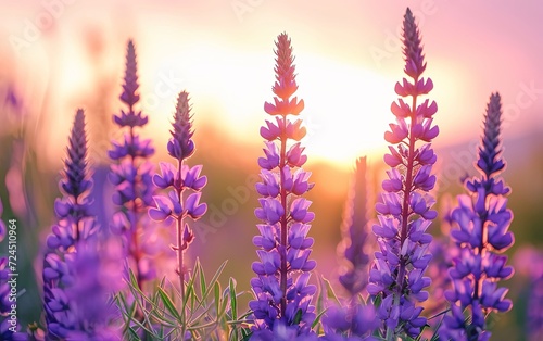 Close-up of purple flowers growing on the field during sunset