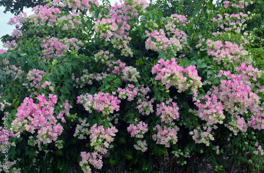 pink flowers in the garden
