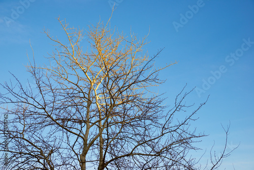 Leafless tree in a public park © WINDCOLORS