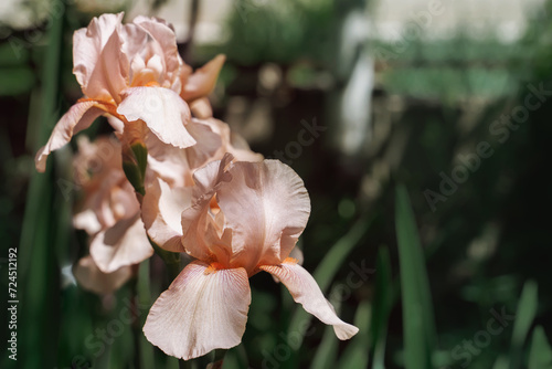 pink bearded iris, Irideae. Spring flowering in the garden.