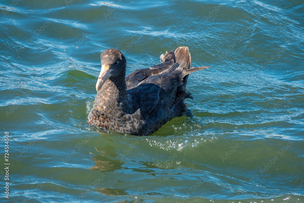 Fototapeta premium Southern giant petrel (Macronectes giganteus) breeding near the shores of the city of Ushuaia, Tierra del Fuego, Argentina