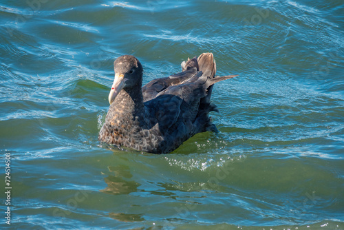 Southern giant petrel (Macronectes giganteus) breeding near the shores of the city of Ushuaia, Tierra del Fuego, Argentina photo