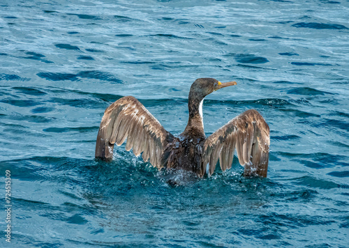 Blue-eyed (royal) cormorants shaking water off its wings, Beagle Channel,  ierra del Fuego, Argentina photo