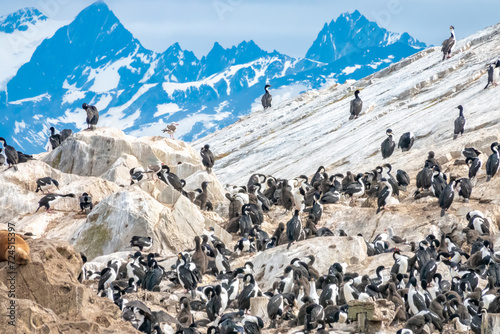 Colonies of blue-eyed (royal) cormorants, breeding on the rocky islets of the Beagle Channel, next to seals and other seabirds, Tierra del Fuego, Argentina photo