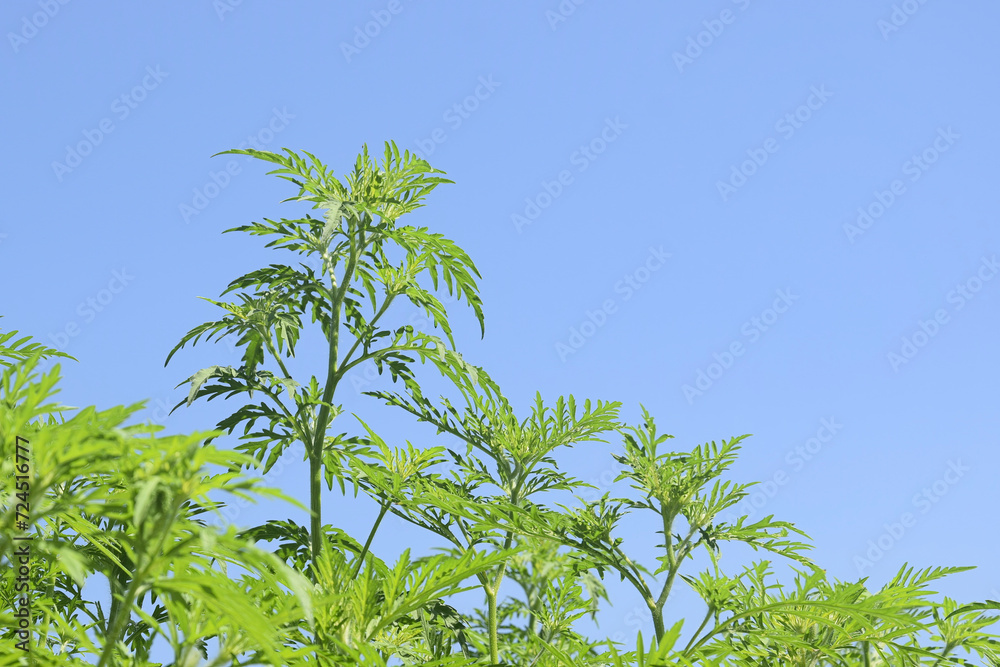 Fototapeta premium American common ragweed against blue sky. Dangerous plant. Ambrosia shrubs that causes allergic reactions, allergic rhinitis. Copy space. Selective focus.