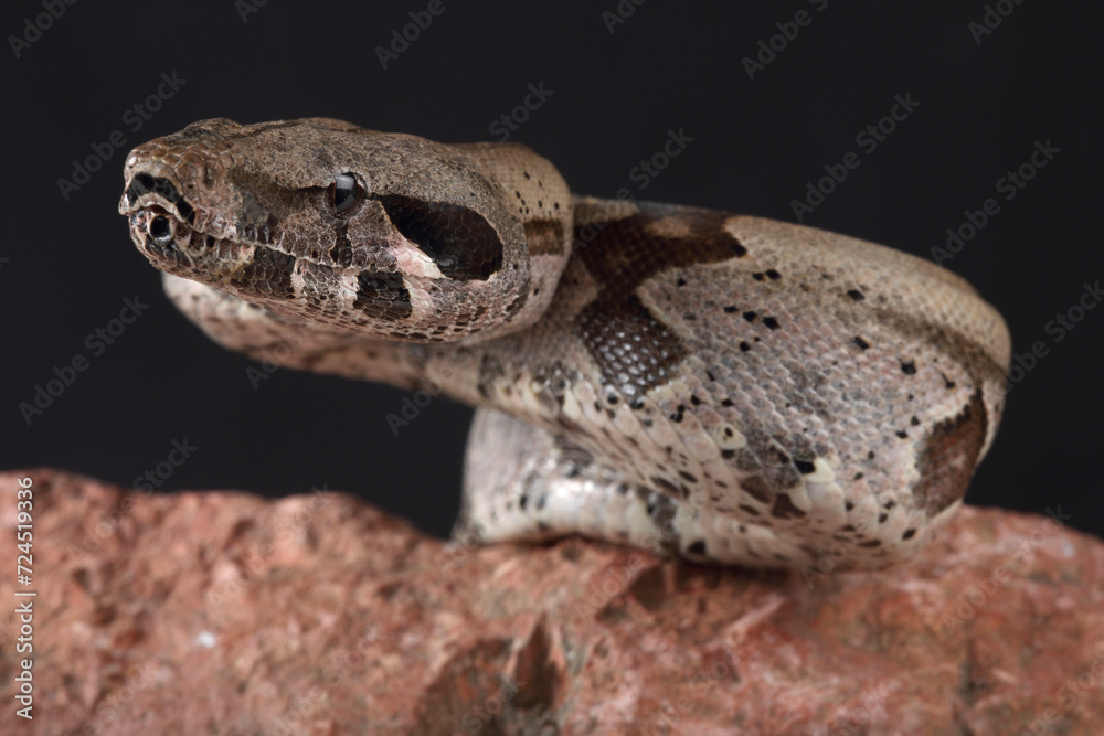 Obraz premium Portrait of a Common Boa against a black background 