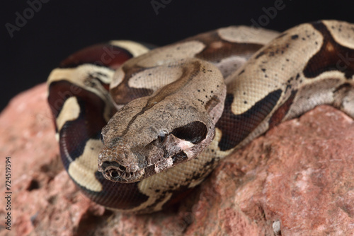 Portrait of a Common Boa against a black background 