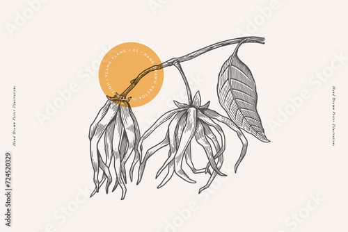 Flowers on a tropical ylang-ylang tree branch in engraving style. Beautiful ornamental plant, vector illustration. Botanical illustration for floral design in perfumery and cosmetology.