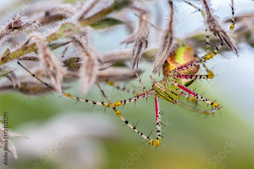 Spider are classified in the Class Arachnida, Order Araneae or Araneida. 