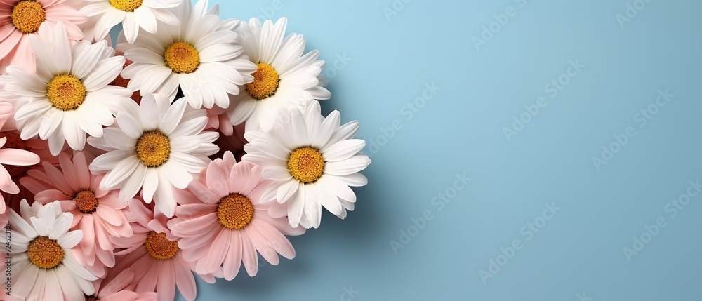 Fototapeta premium Daisy flowers with copy space for text. Frame with chamomile flowers. Flowers on isolated background