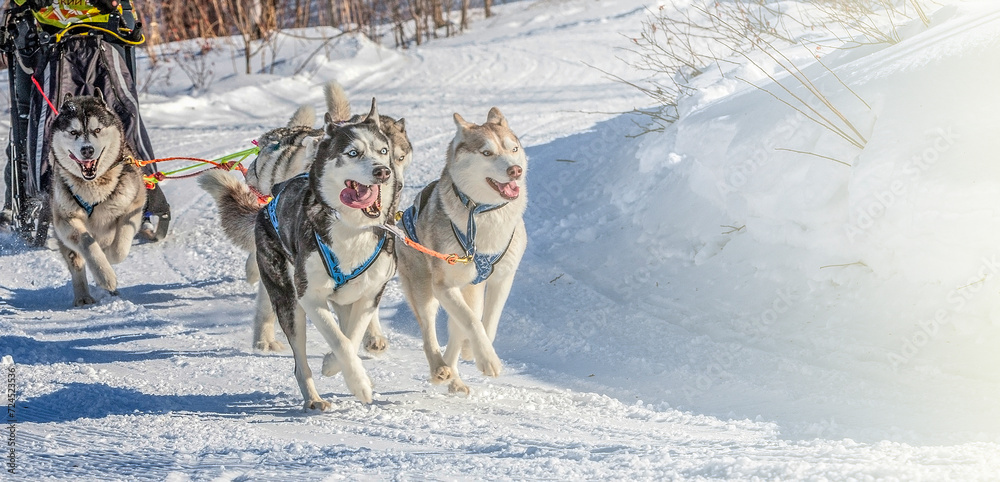 Husky dogs are pulling sledge at sunny winter forest in Kamchatka, Russia Husky dogs are pulling sledge at sunny winter forest in Kamchatka, Russia