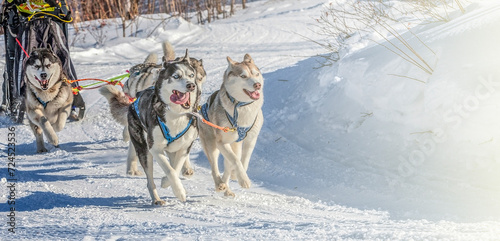 Husky dogs are pulling sledge at sunny winter forest in Kamchatka, Russia © bborriss
