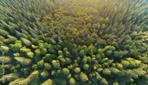 forest and tree landscape texture abstract background aerial top view forest atmosphere area texture of forest view from above ecosystem and healthy ecology environment concepts
