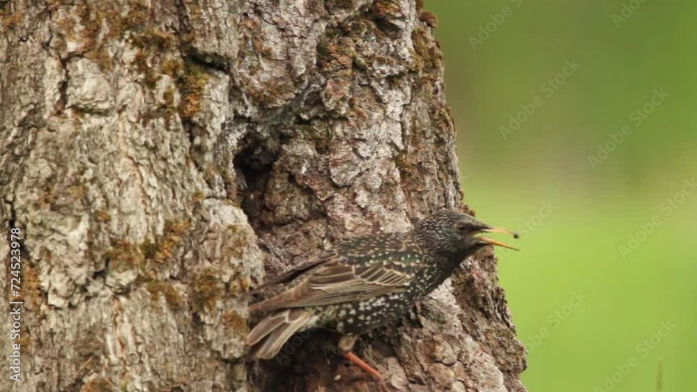 Common starling (Sturnus vulgaris) feeds chick in hollow Common starling (Sturnus vulgaris) feeds chick in hollow