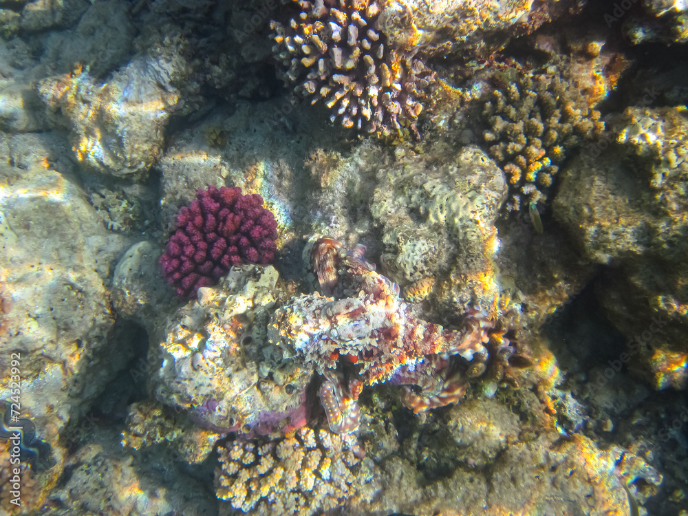 Octopus hiding in the coral reef of the Red Sea