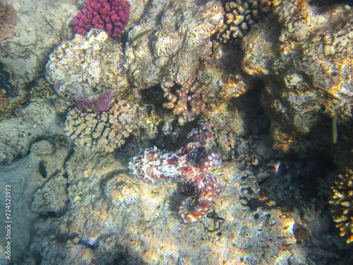 Octopus hiding in the coral reef of the Red Sea