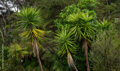 Palmtrees. Pukeinoi. Coast West New Zealand.