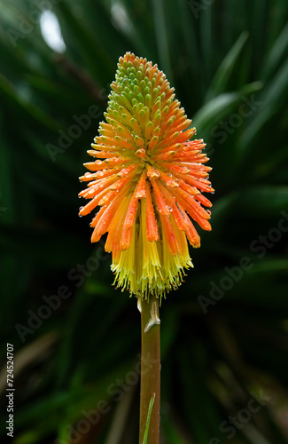 Kniphofia uvaria flower. Fire arrow. New Zealand photo