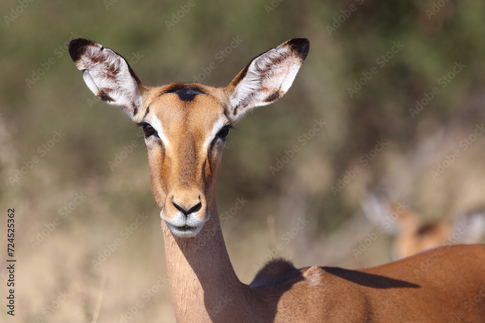 Schwarzfersenantilope / Impala / Aepyceros melampus Schwarzfersenantilope / Impala / Aepyceros melampus