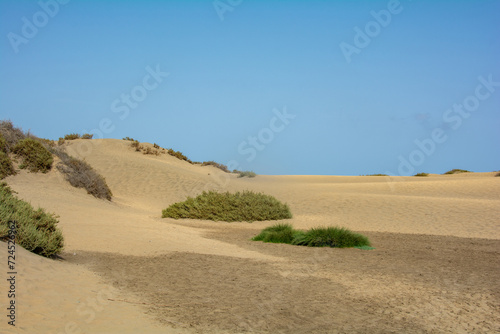 Sand dunes with green plants of Maspalomas on Gran Canaria in Spain