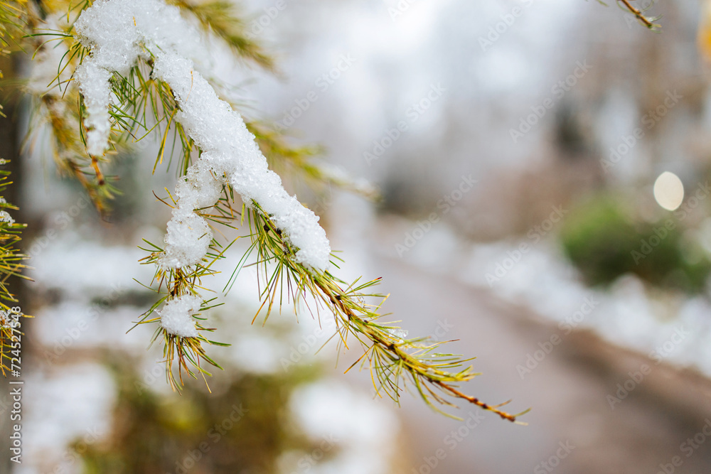 Christmas tree branches in the snow. Winter natural background. Photo with bokeh effect and shallow depth of field Christmas tree branches in the snow. Winter natural background. Photo with bokeh effect and shallow depth of field