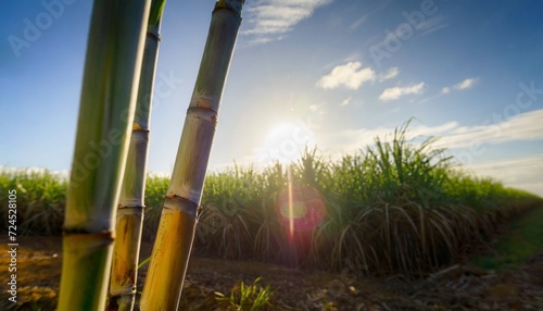 sugar cane stalks against the backdrop of a sugar cane plantation