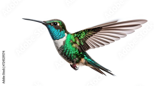 Hummingbird Flying. Isolated on white background