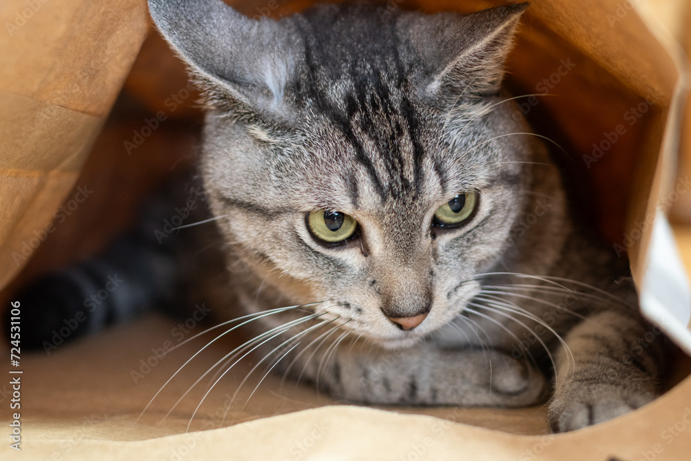 紙袋の中でくつろぐ猫　サバトラ猫