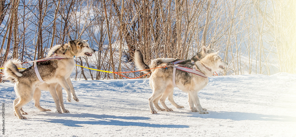 Naklejka premium Siberian Husky in harness ready to start on soft sunlight