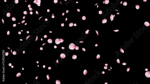 Sakura falling leaves transparent video
