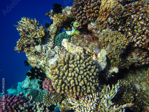 Beautiful coral reef in the Red Sea