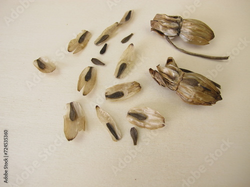 Dahlia flower seeds and faded flower heads