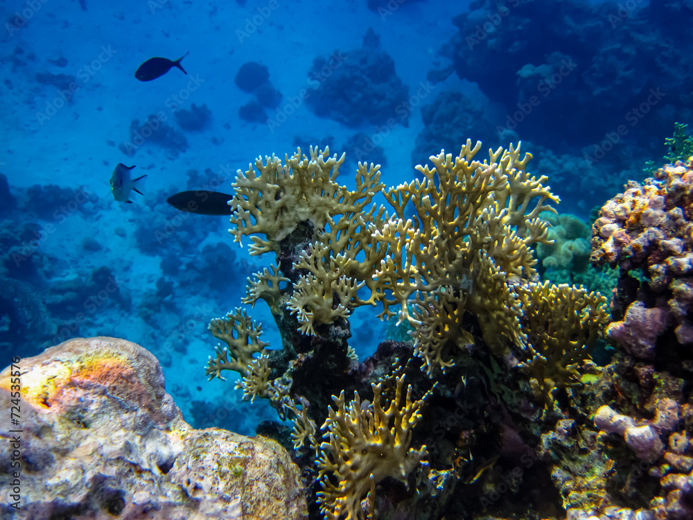 Beautiful coral reef in the Red Sea Beautiful coral reef in the Red Sea