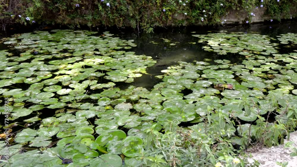 Nenufar Plant Lily Grass On Green Pond Nenufar Plant Lily Grass On Green Pond