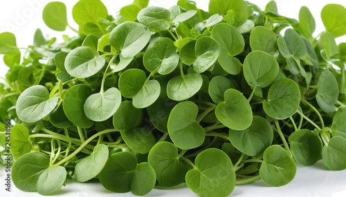 Vector Illustration of Fresh Green Watercress on White Background