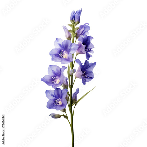 Larkspur isolated on transparent background