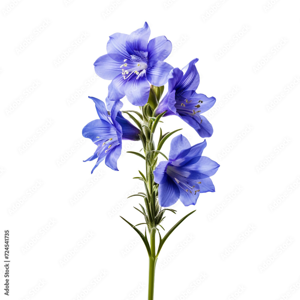 Larkspur isolated on transparent background