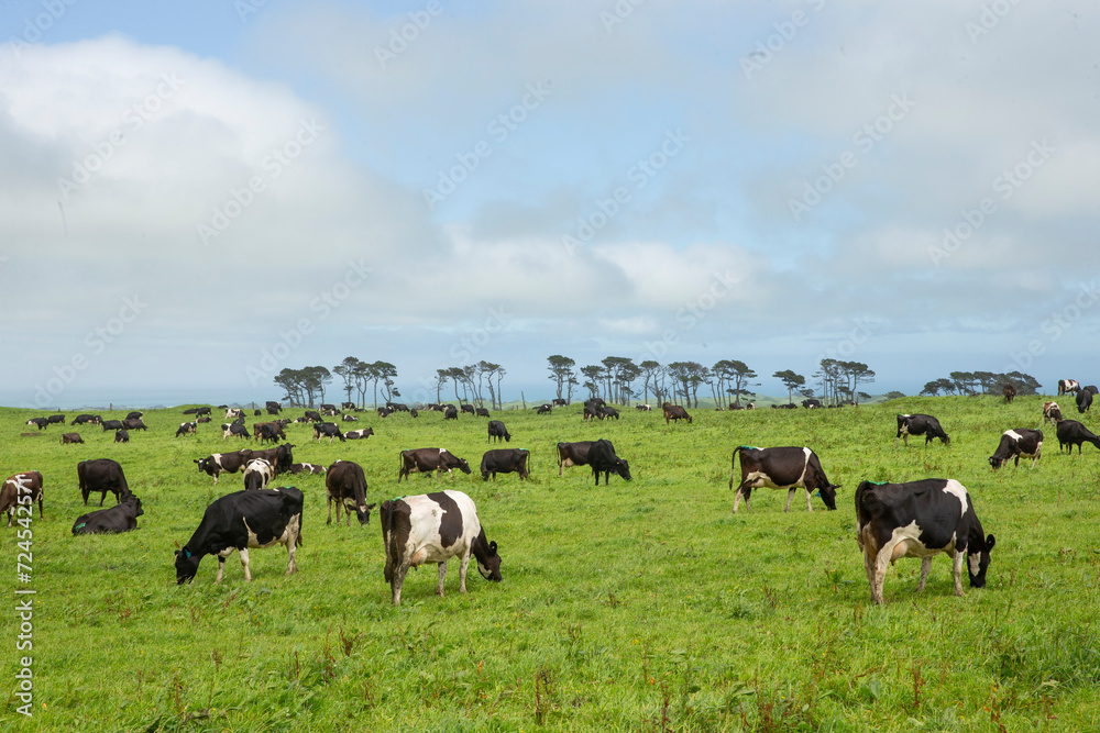 Cows in meadow near the coast of Taranaki New Zealand. Dairy. Cattle. Cows in meadow near the coast of Taranaki New Zealand. Dairy. Cattle.