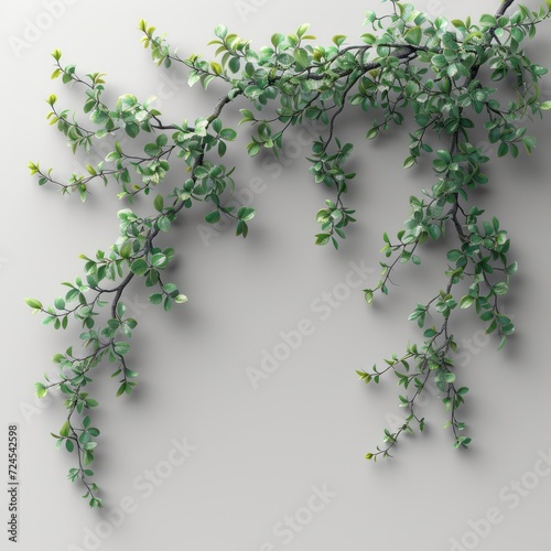 Branches Acacia On Background Dark Bright On White Background, Illustrations Images