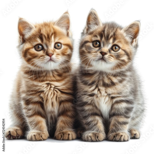 British Fluffy Kittens On Bright Background