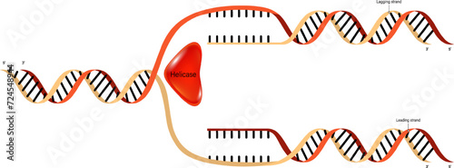 DNA Replication. Synthesis of leading strand and lagging strand during DNA replication.