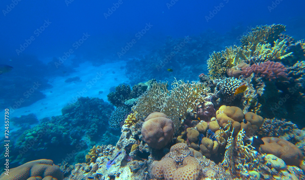 Amazing  coral reef and fish