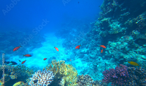 Fototapeta Naklejka Na Ścianę i Meble -  Amazing  coral reef and fish