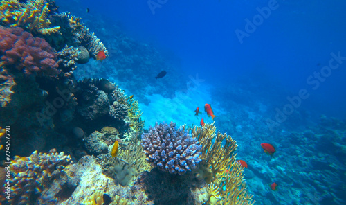 Fototapeta Naklejka Na Ścianę i Meble -  Amazing  coral reef and fish