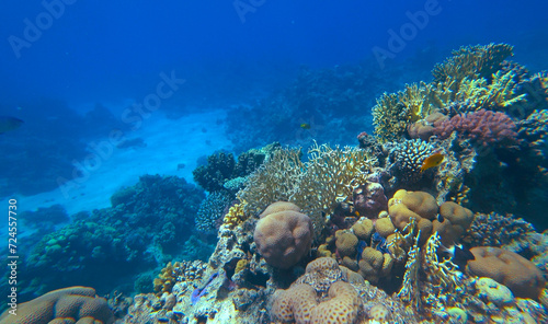 Amazing coral reef and fish