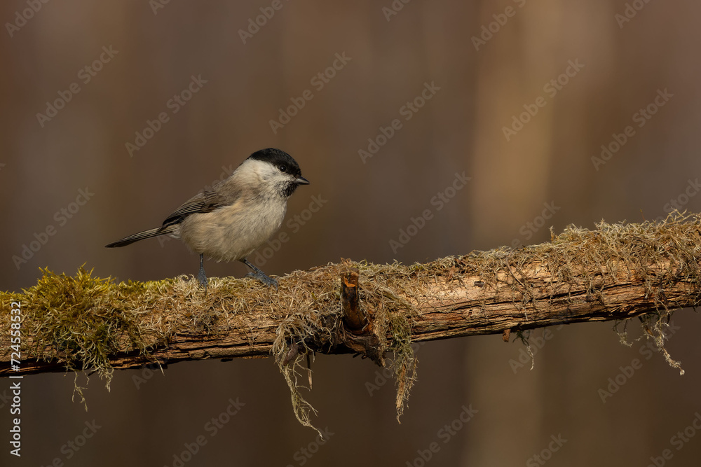 Fototapeta premium Mars tit, in the forest and on a branch