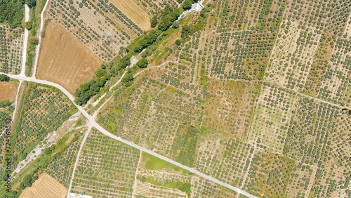 Lamia, Phthiotis, Greece. Olive trees, Summer, Aerial View photo