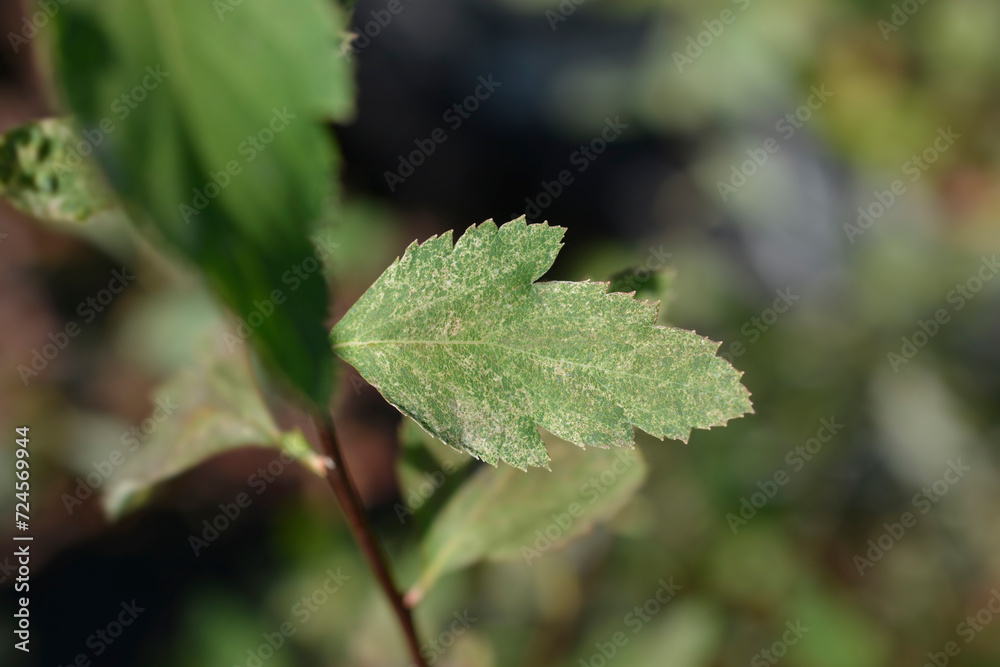 Spiraea Pink Ice variegated leaf Spiraea Pink Ice variegated leaf