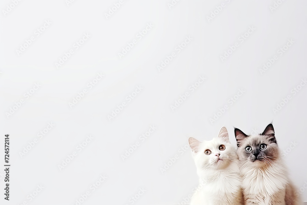 Cute smart surprised cats looking at the camera with space for adding text or message