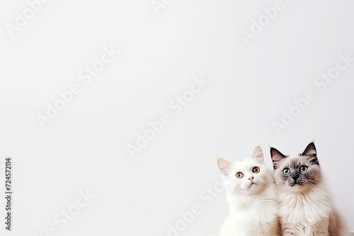 Cute smart surprised cats looking at the camera with space for adding text or message